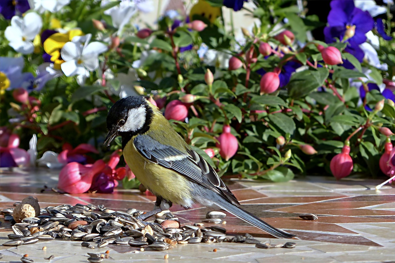 animal bird tit free photo