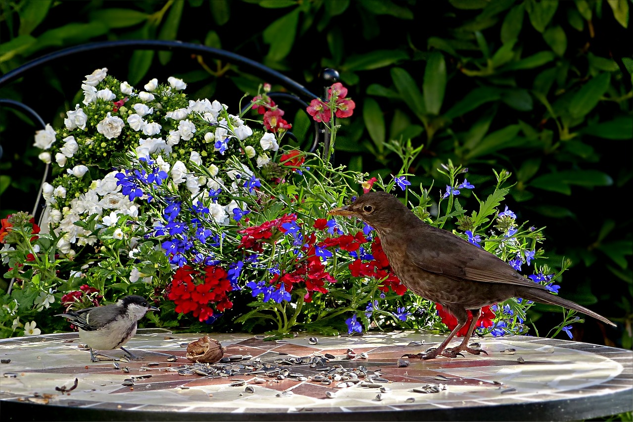 animal bird blackbird free photo