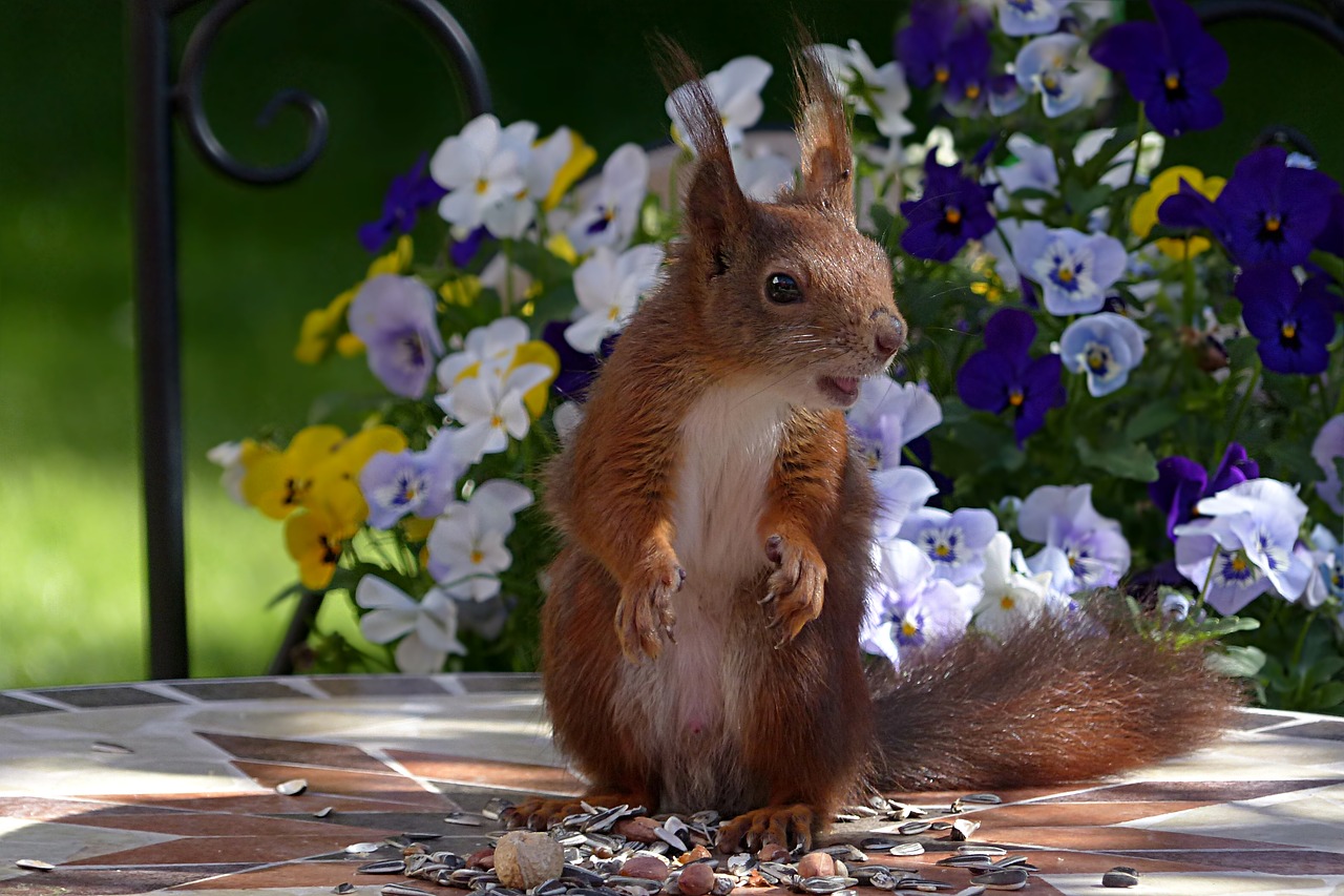 animal rodent squirrel free photo