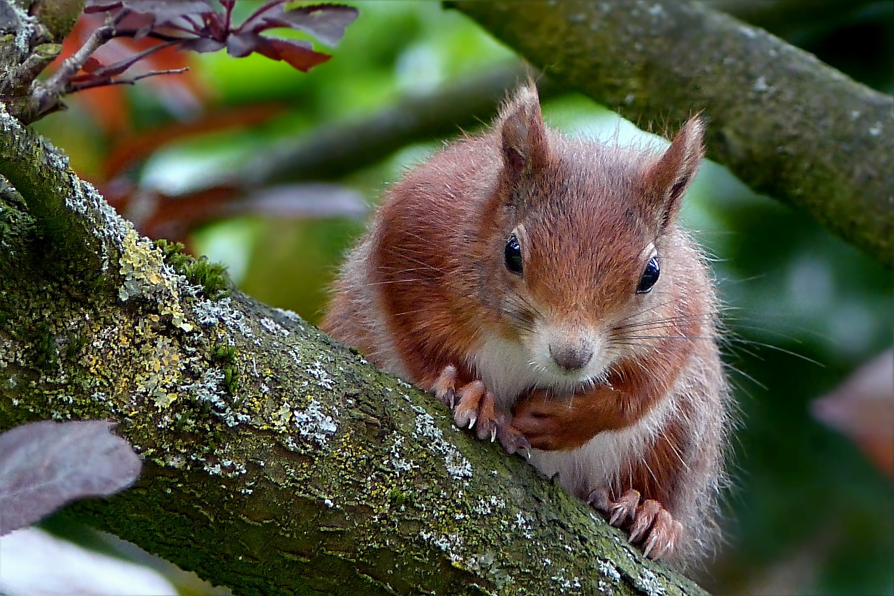 animal rodent squirrel free photo