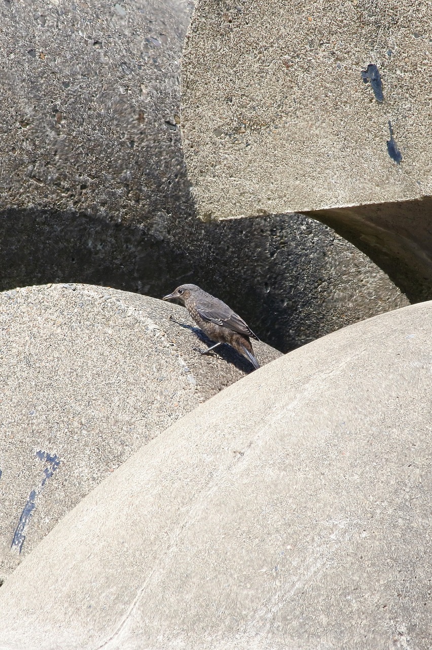 animal sea beach free photo