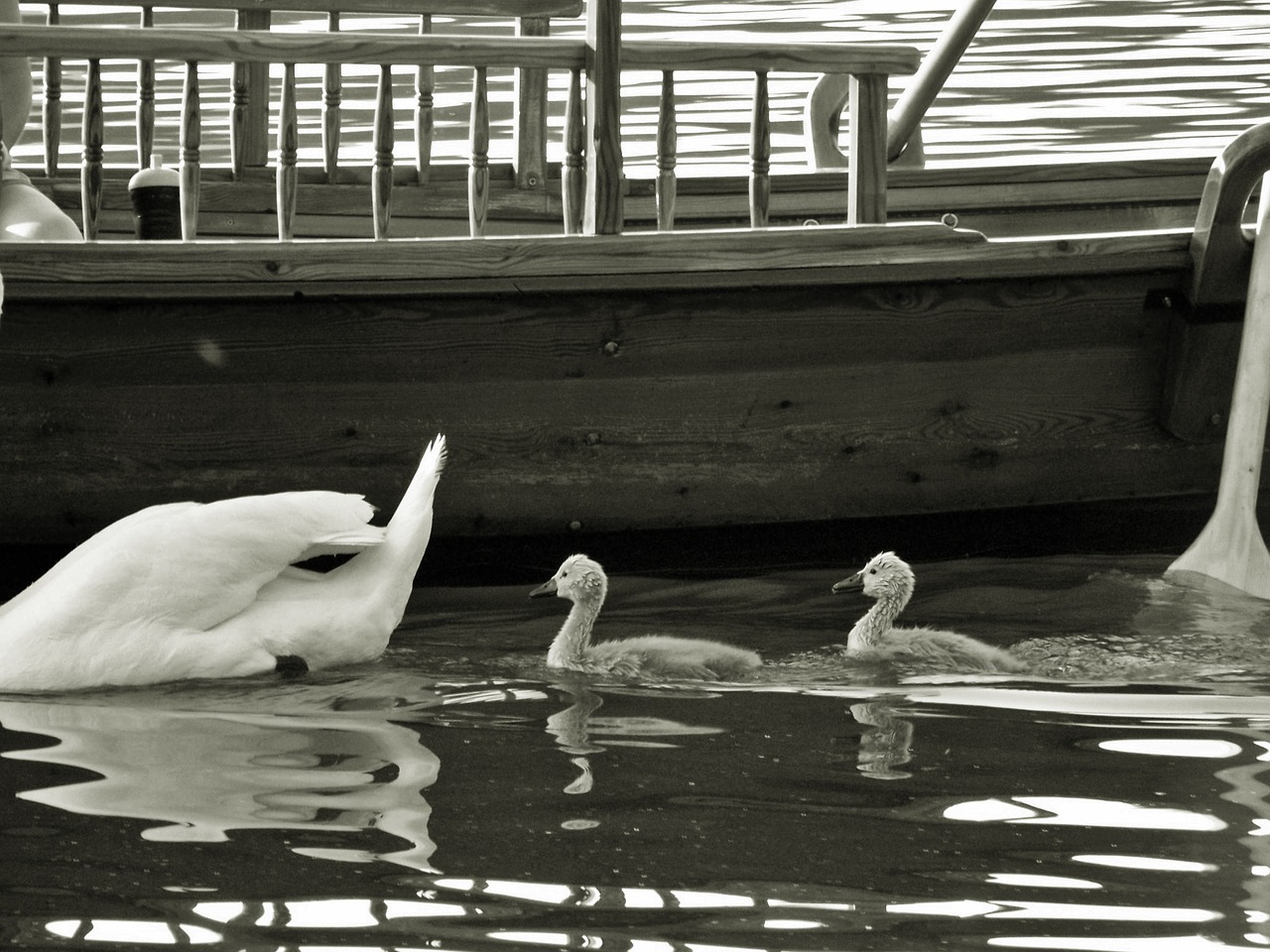 animal swans boy free photo