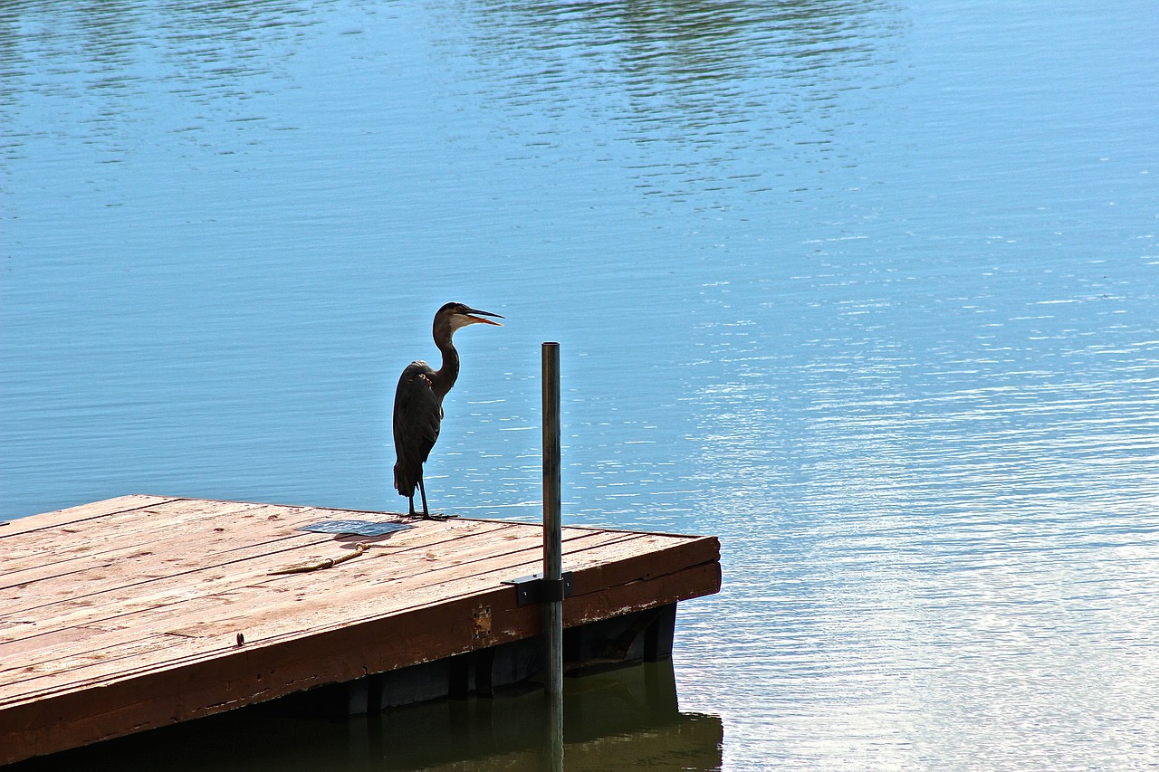 animal nature lake free photo