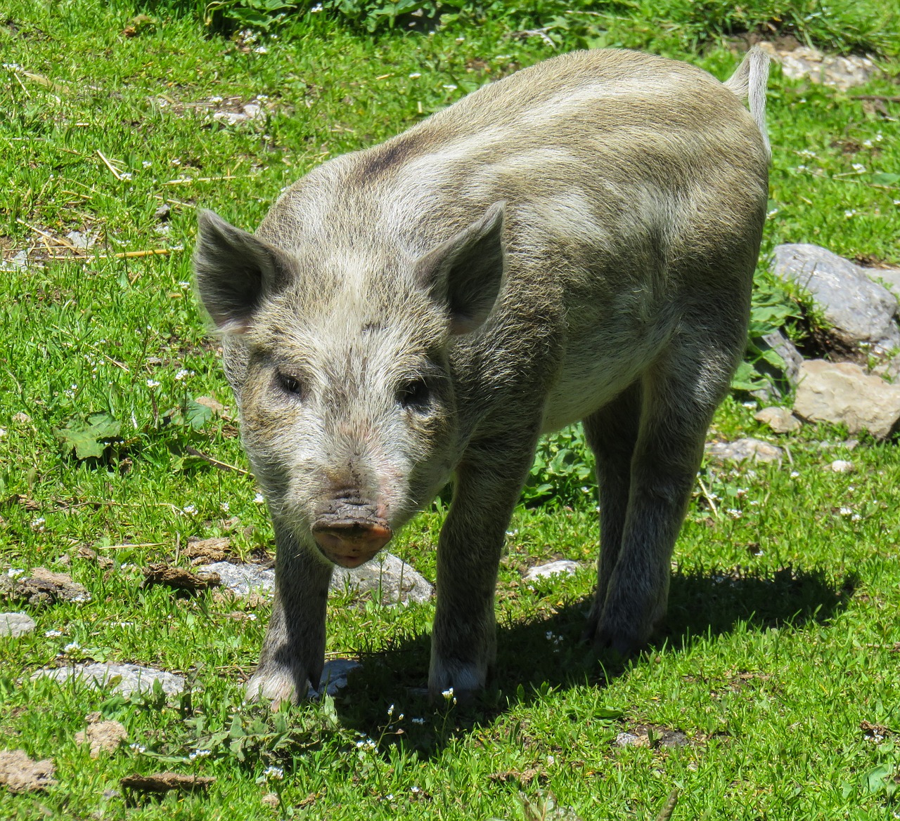 animal pig piglet free photo