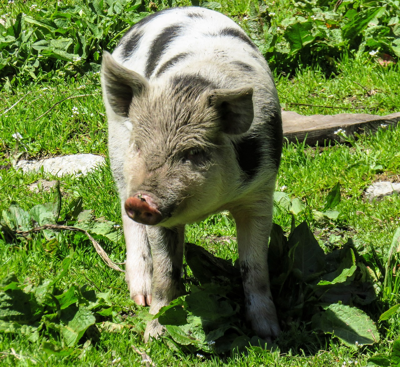 animal pig piglet free photo