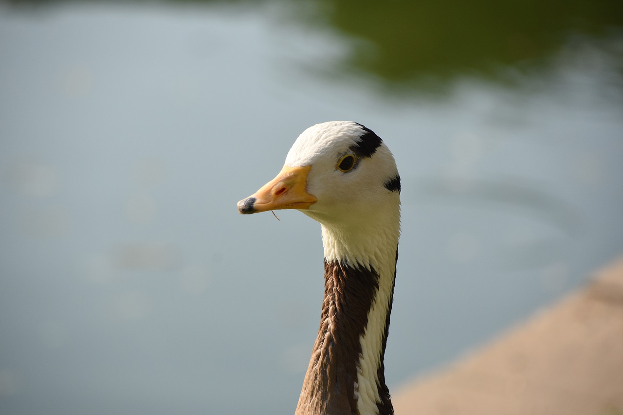 animal waterfowl goose free photo