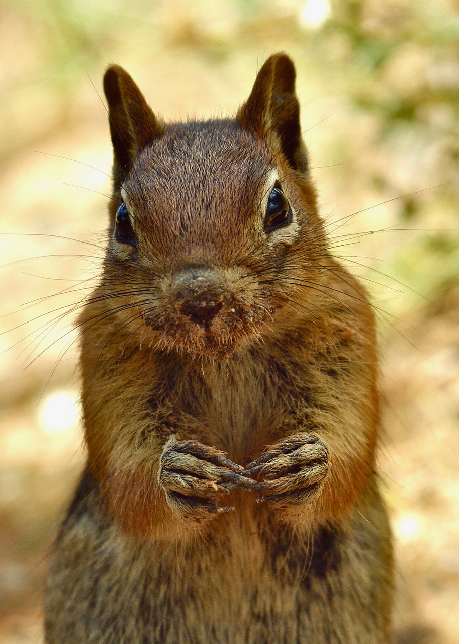 animal squirrel cute free photo