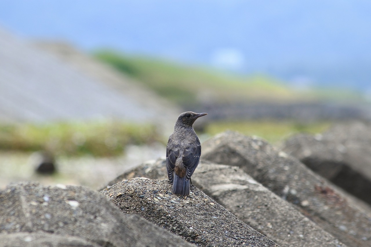 animal sea beach free photo