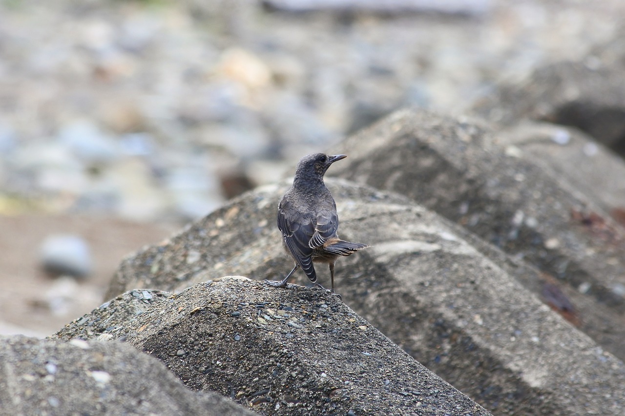 animal sea beach free photo