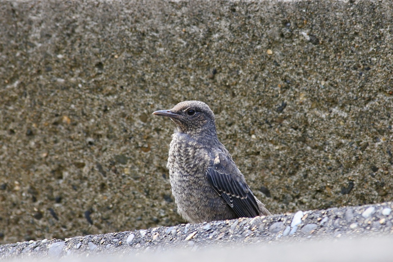 animal sea beach free photo