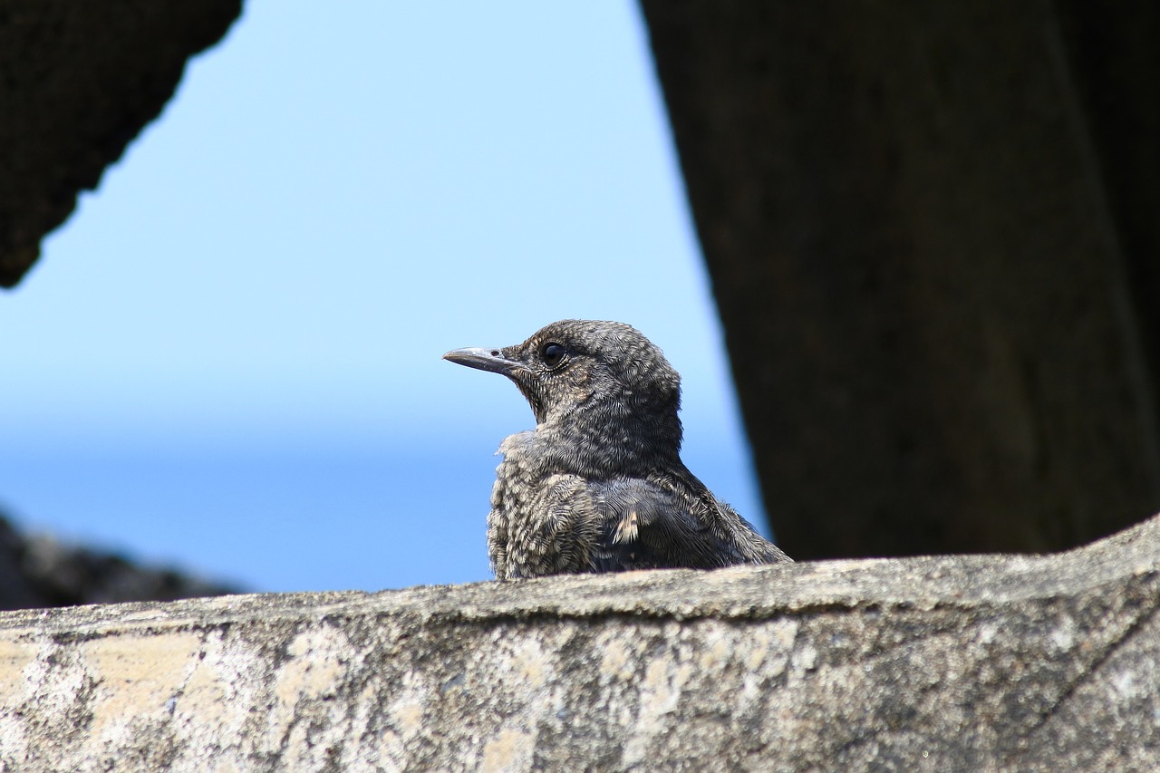 animal sea beach free photo