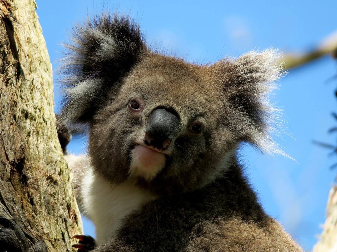 animal koala australia free photo