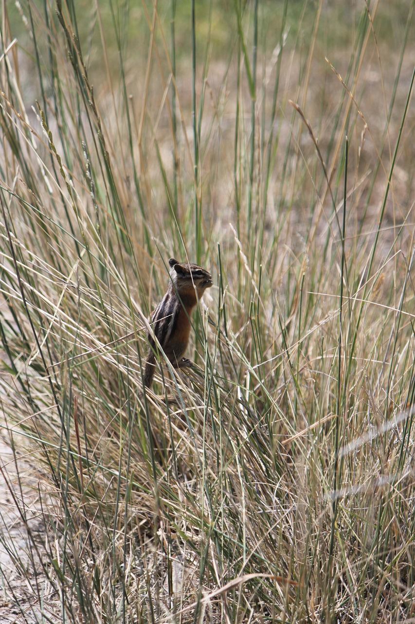 animal chipmunk wildlife free photo