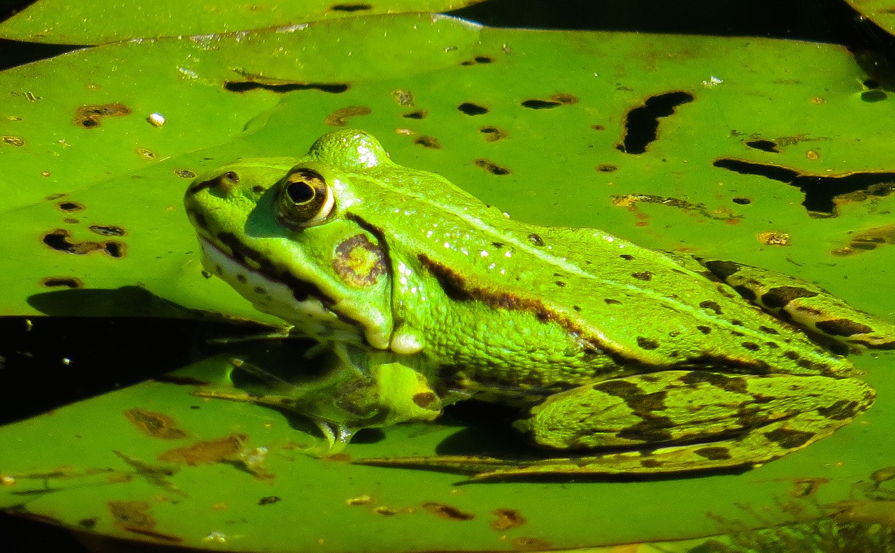 animal nature frog free photo