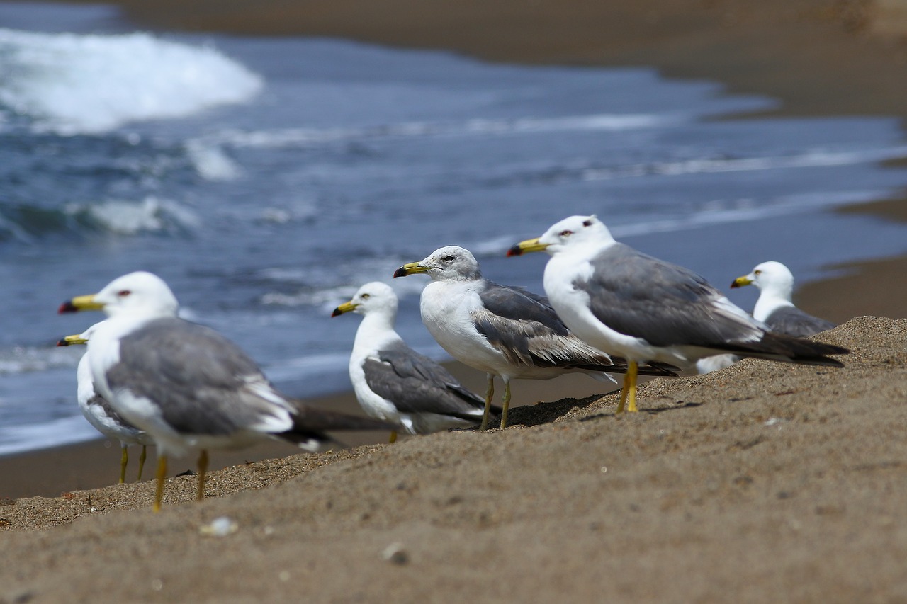 animal sea beach free photo