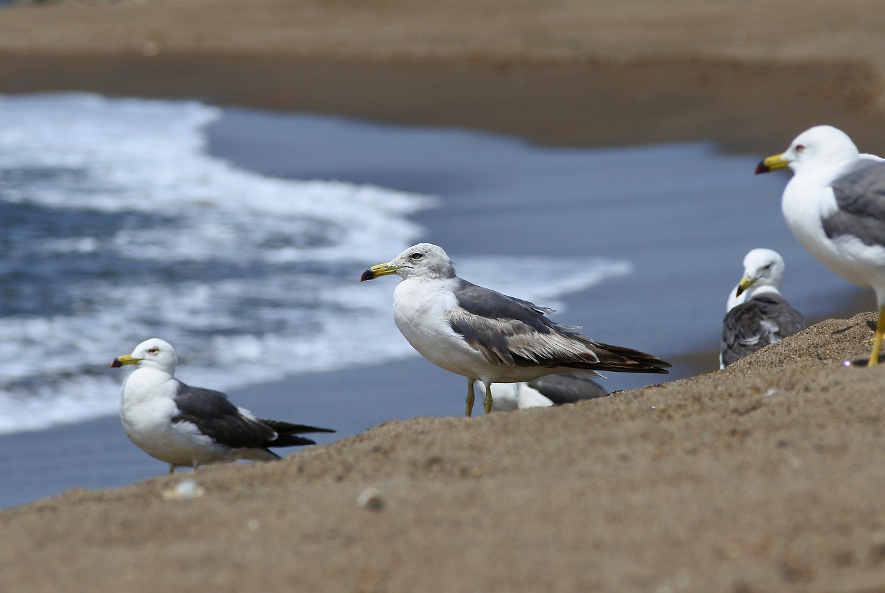 animal sea beach free photo