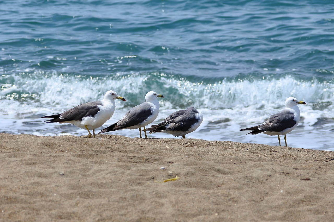 animal sea beach free photo