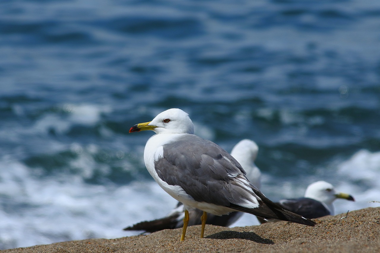 animal sea beach free photo