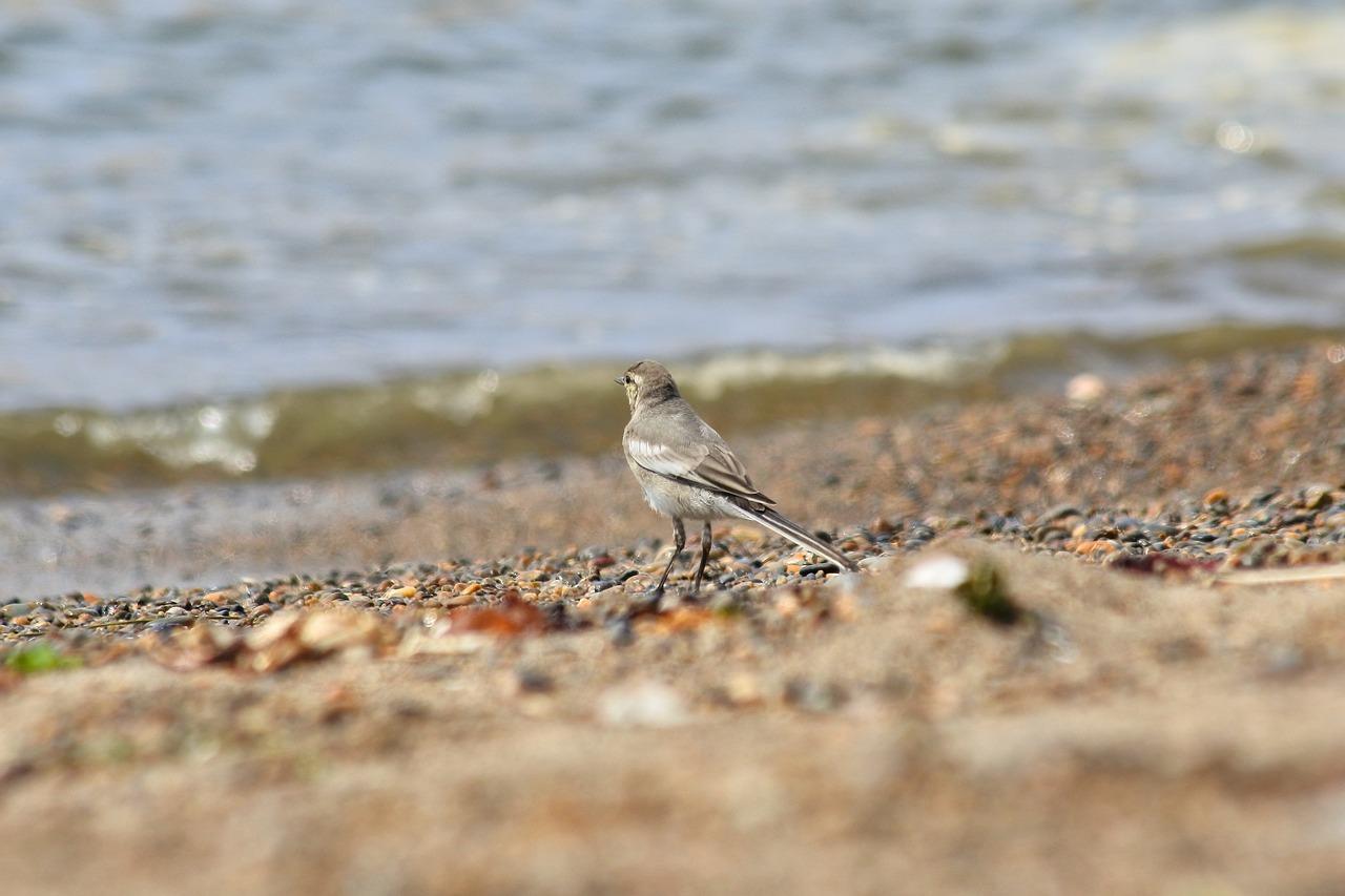 animal sea beach free photo