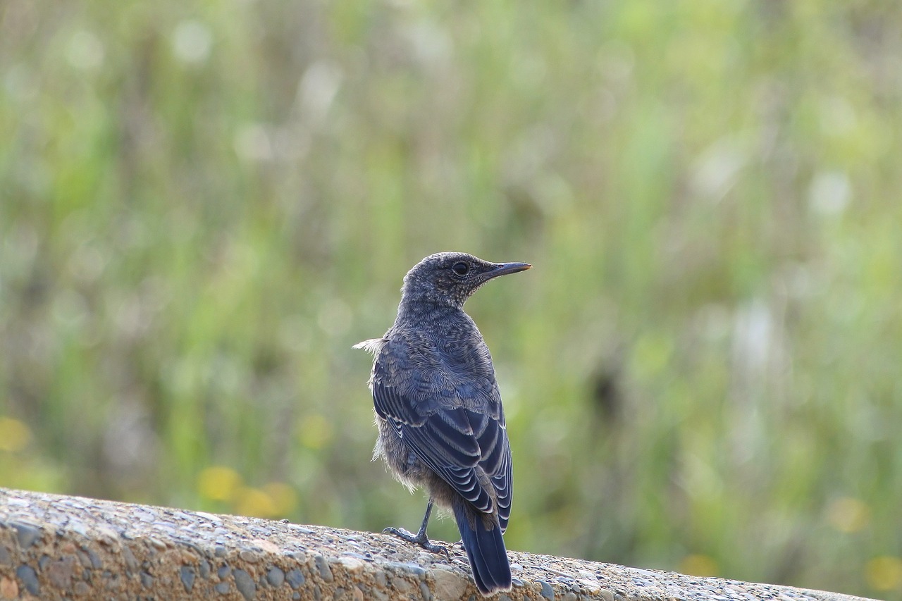 animal beach little bird free photo