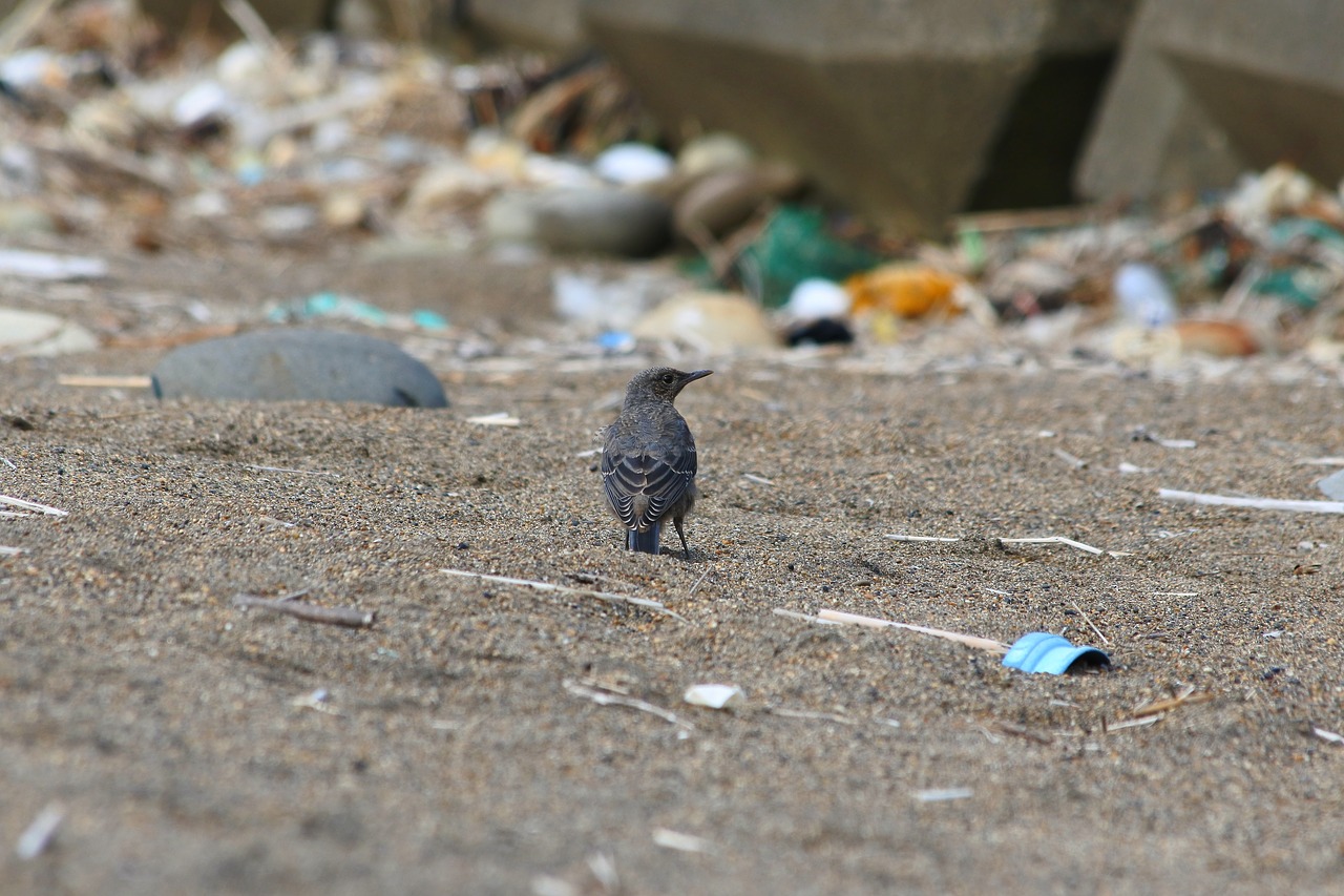 animal beach little bird free photo