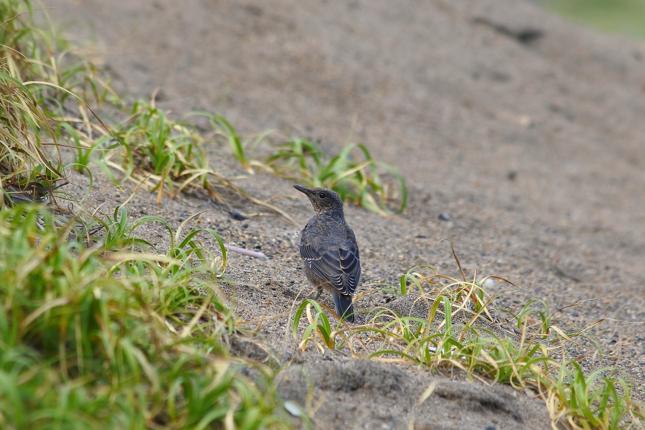 animal beach little bird free photo