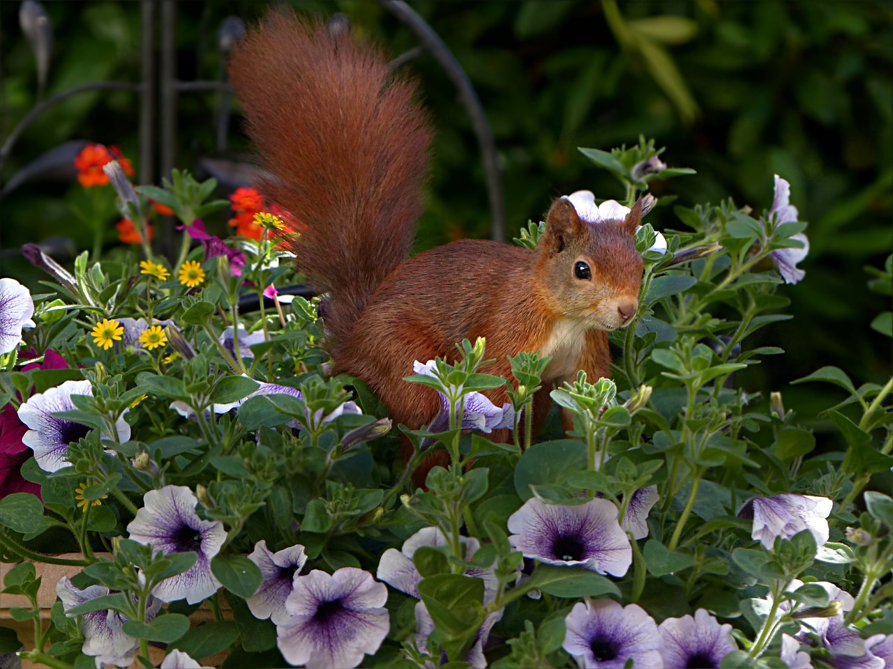 animal rodent squirrel free photo