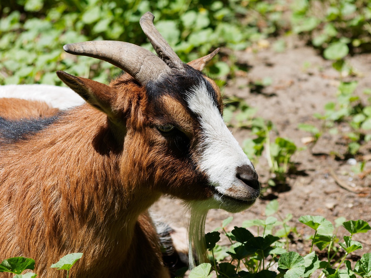 animal goat biquette free photo