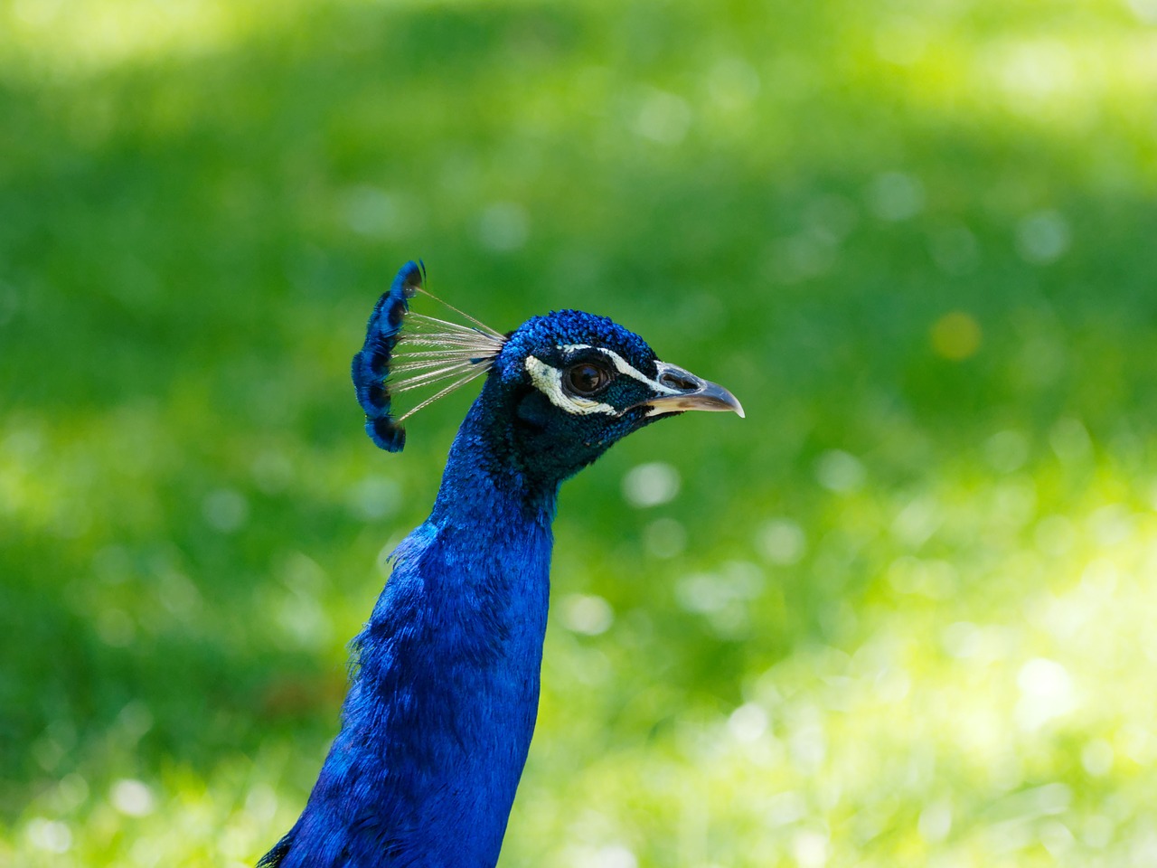 Download free photo of Animal,birds,animals,feathers,peacock - from