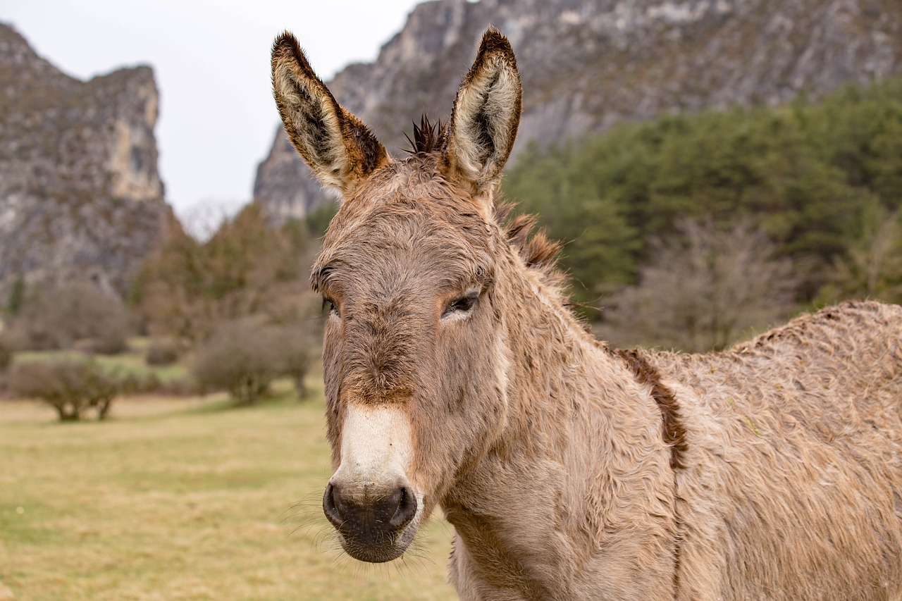 animal donkey domestic animal free photo