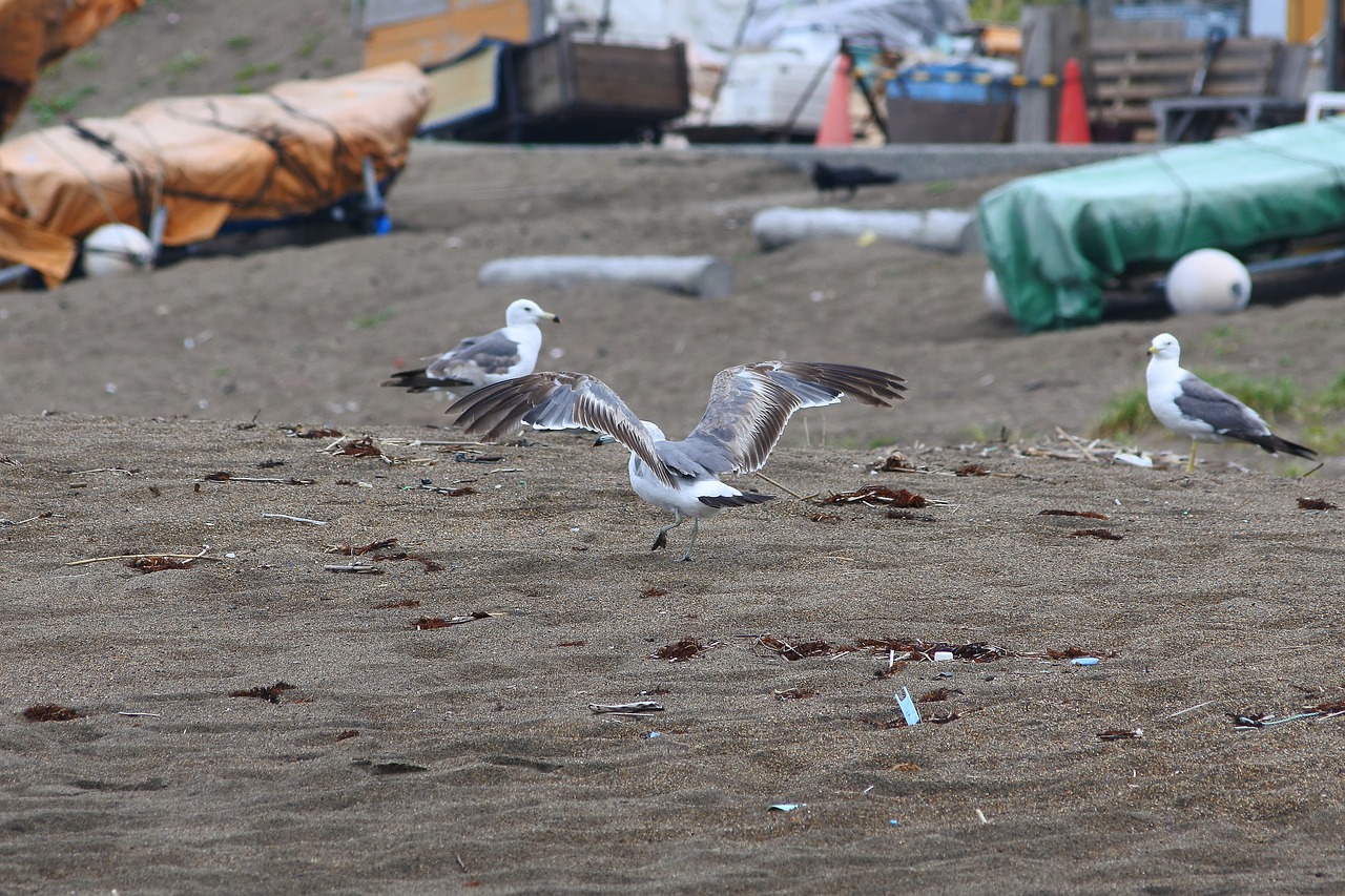 animal beach seabird free photo