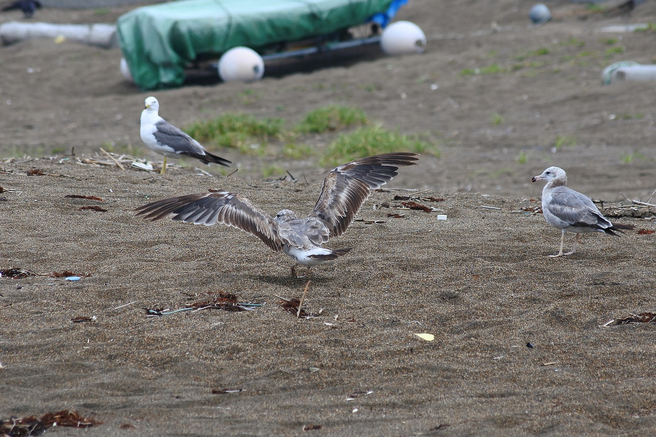 animal beach seabird free photo