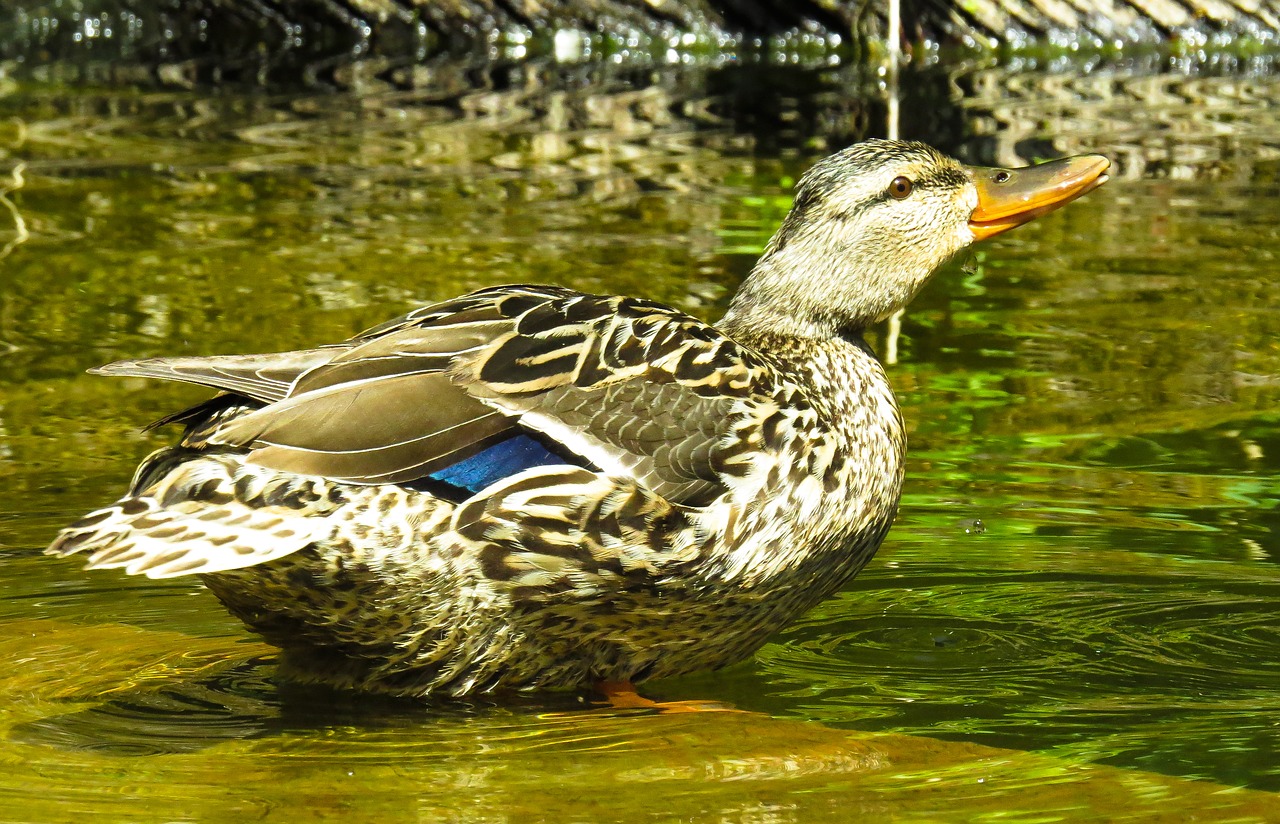 animal duck water bird free photo