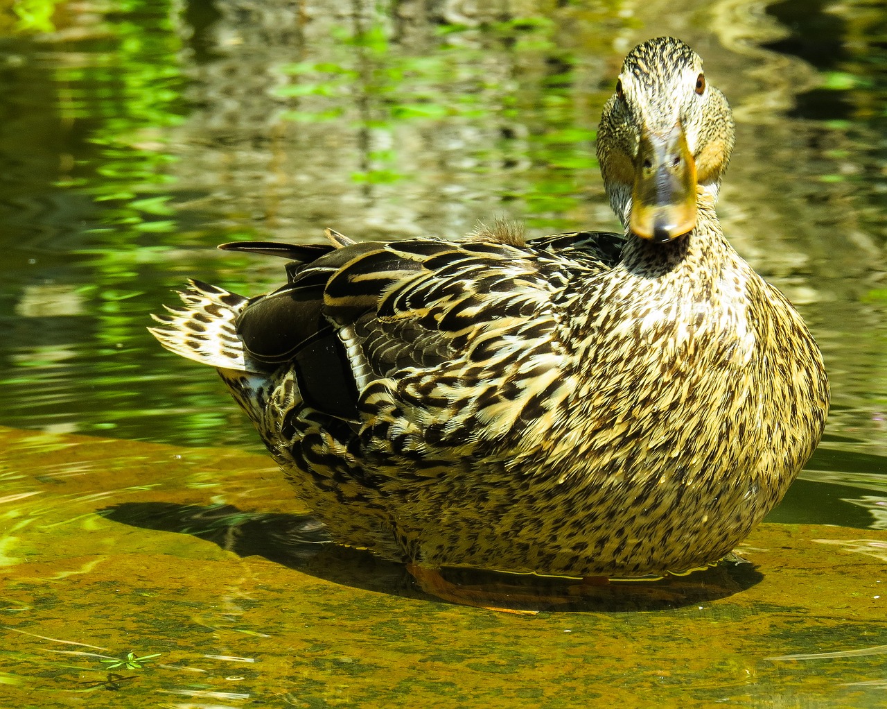 animal duck water bird free photo