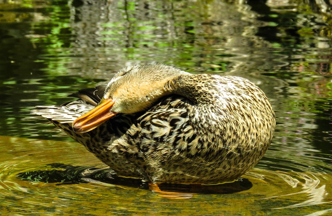 animal duck water bird free photo