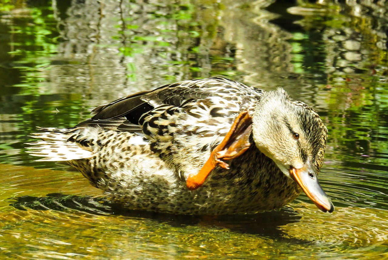 animal duck water bird free photo