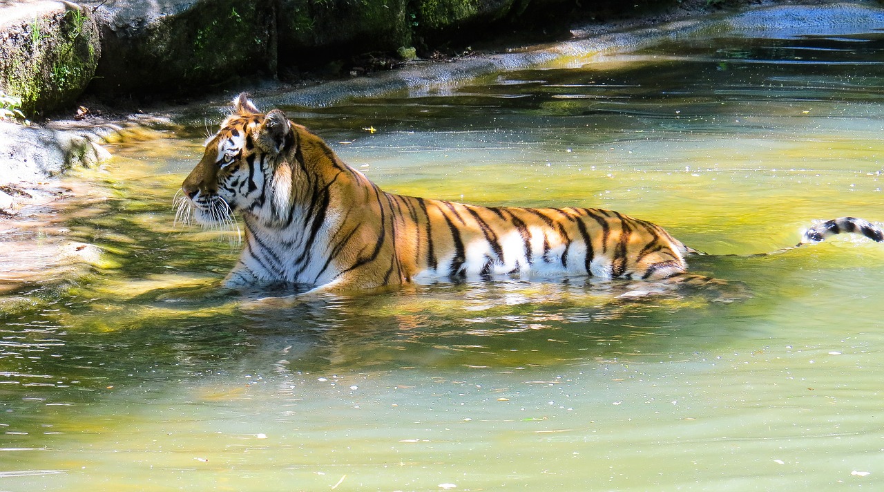 animal tiger amurtiger free photo