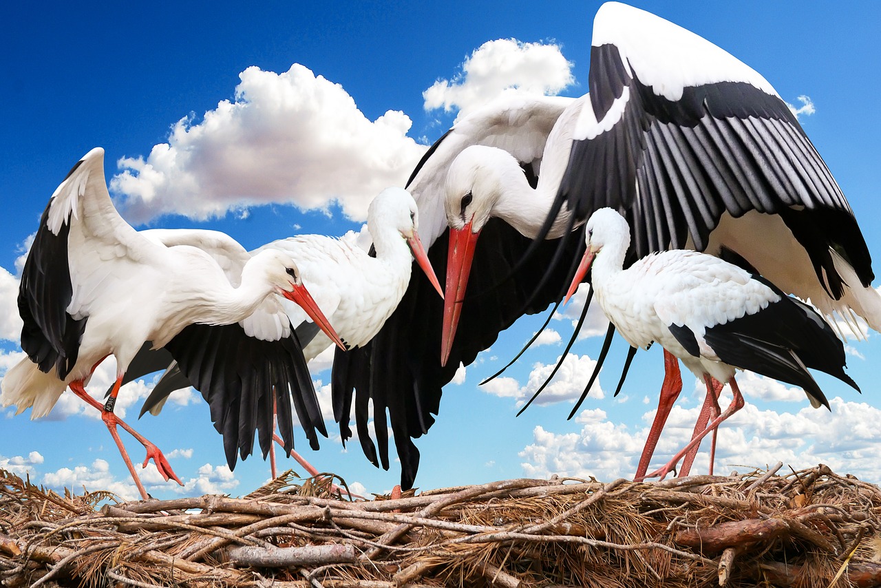 animal bird stork free photo