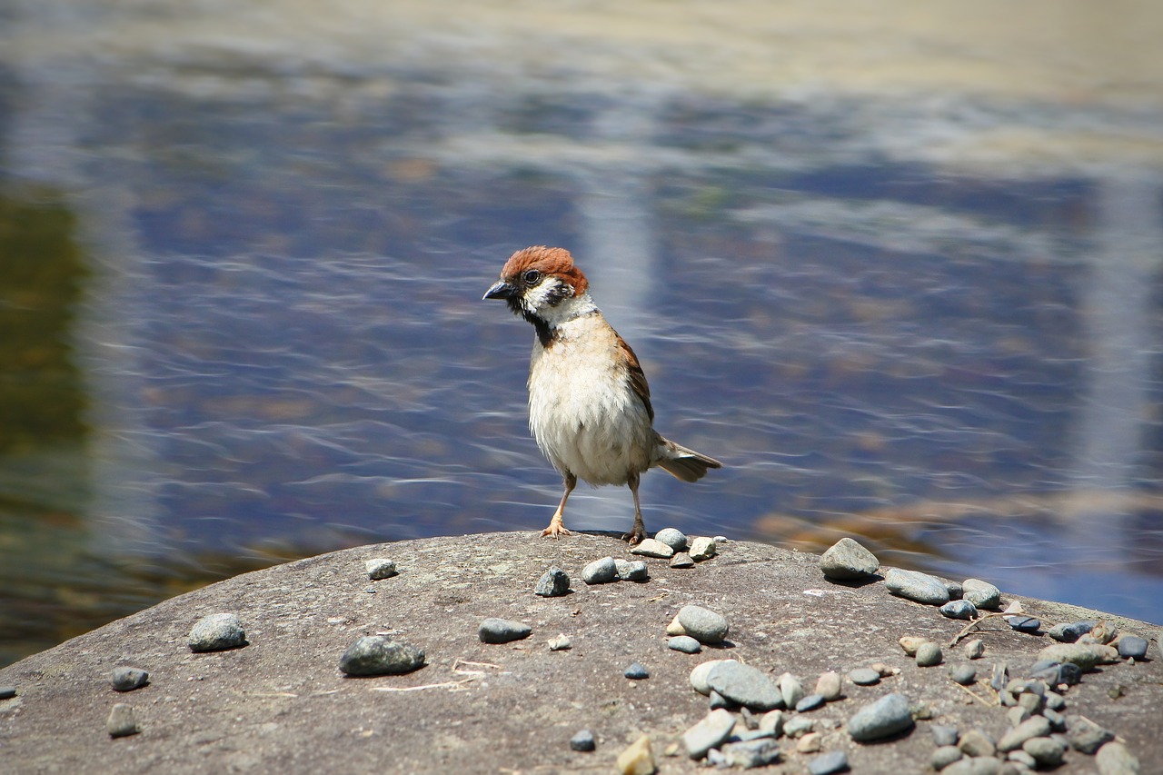 animal little bird sparrow free photo