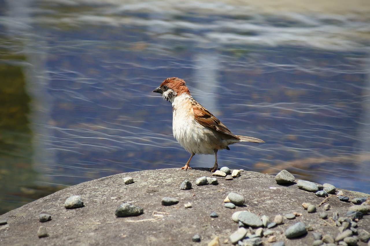 animal little bird sparrow free photo