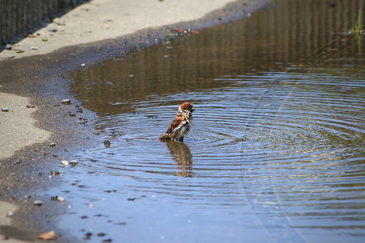 animal little bird sparrow free photo