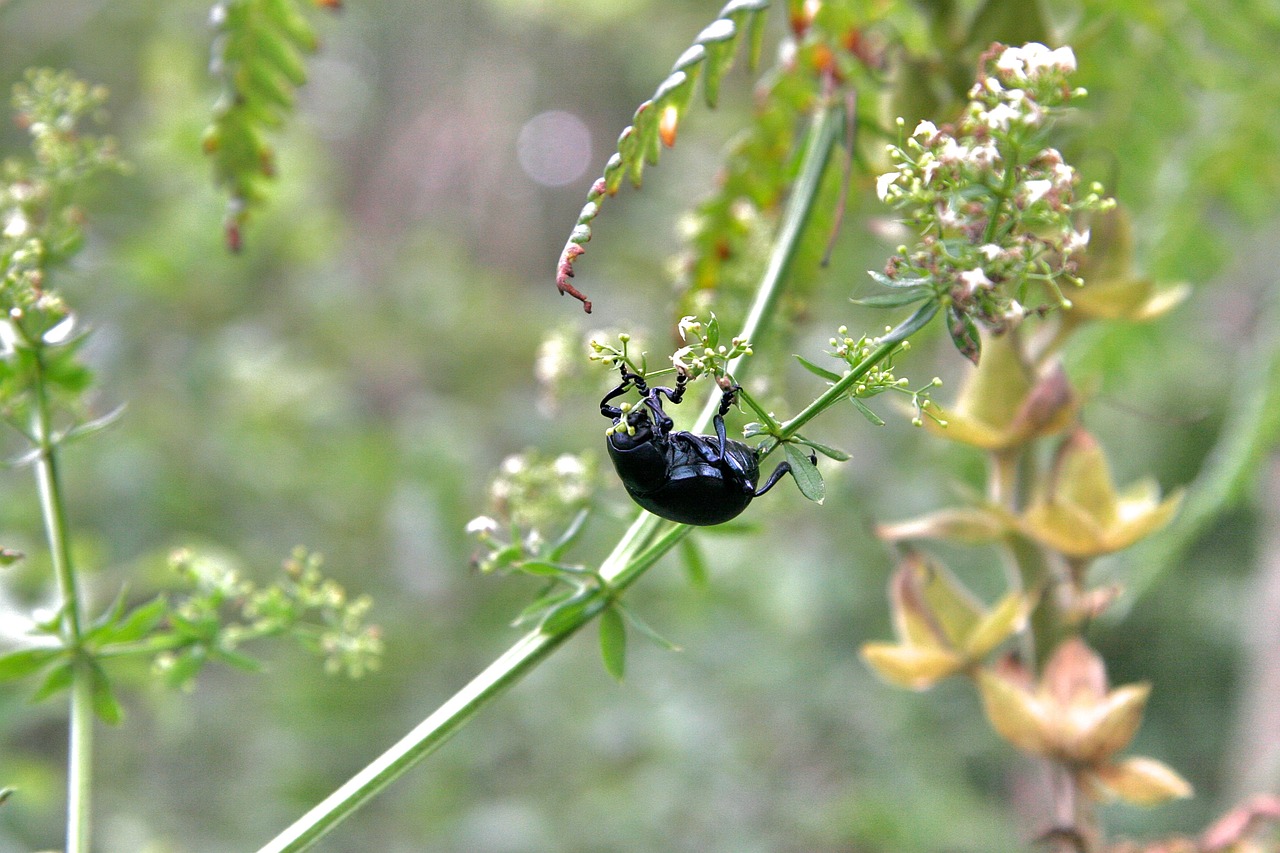 animal beetle black beetle free photo