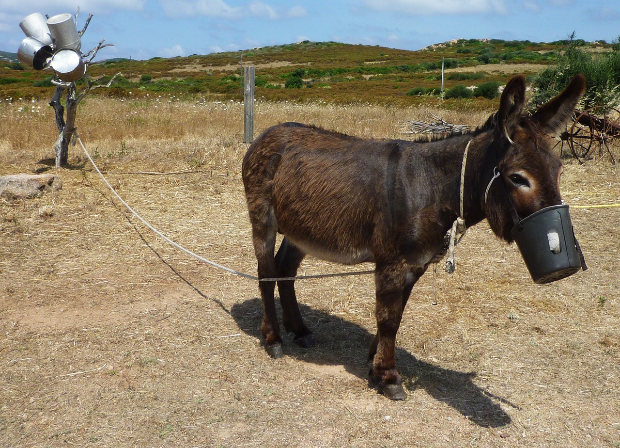 animal donkey italy free photo