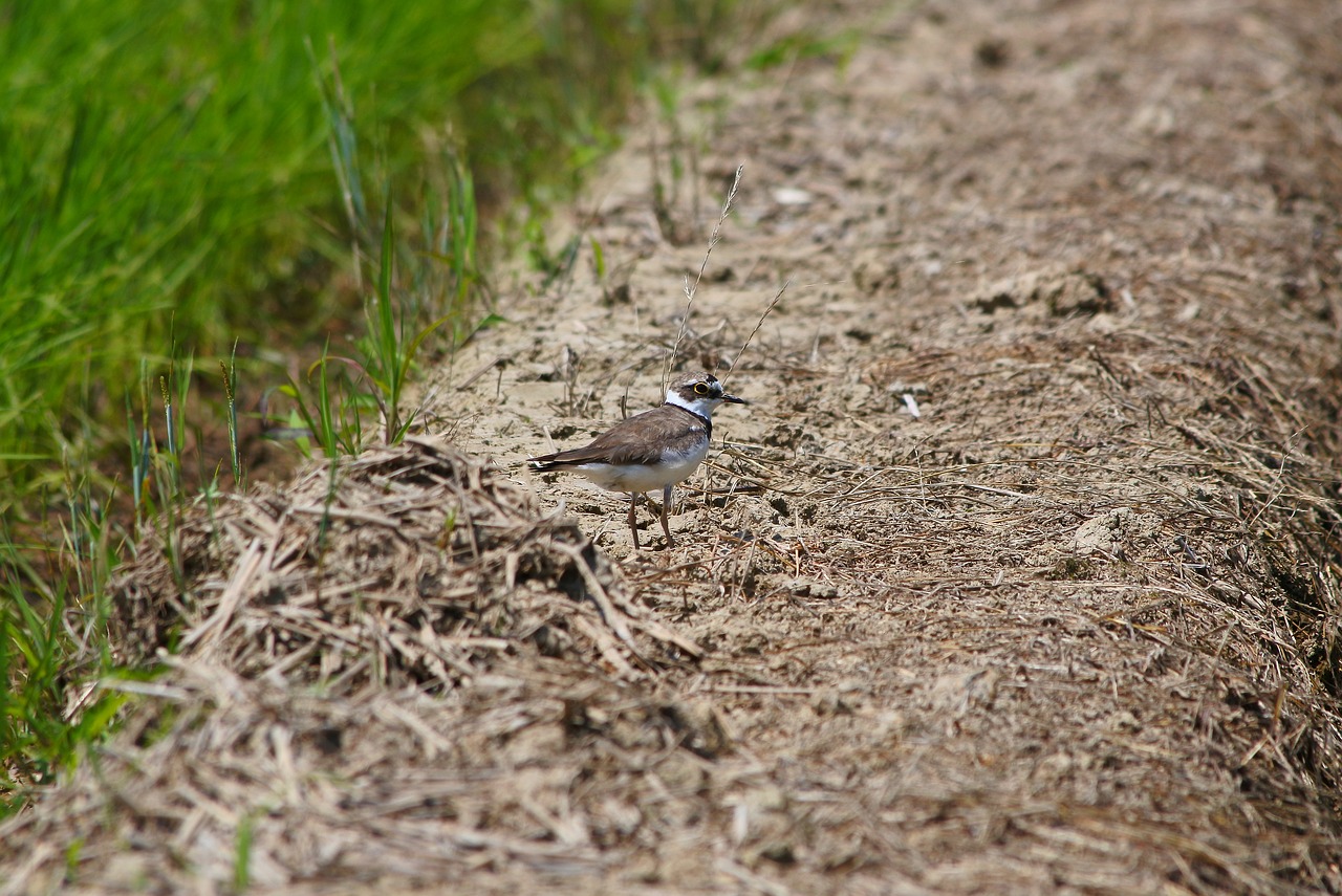 animal little bird plover free photo