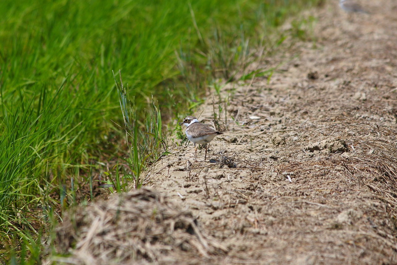 animal little bird plover free photo