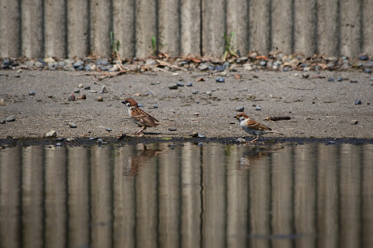 animal little bird sparrow free photo