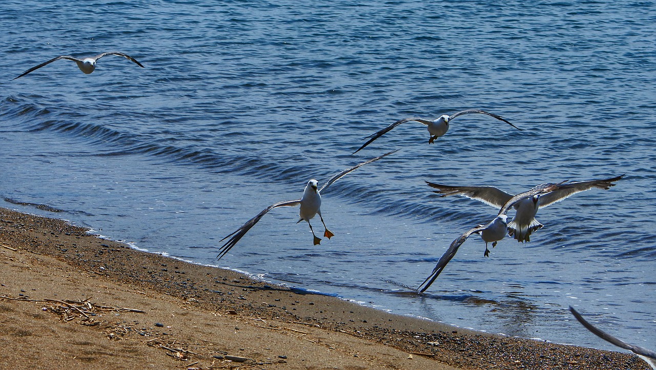 animal sea beach free photo