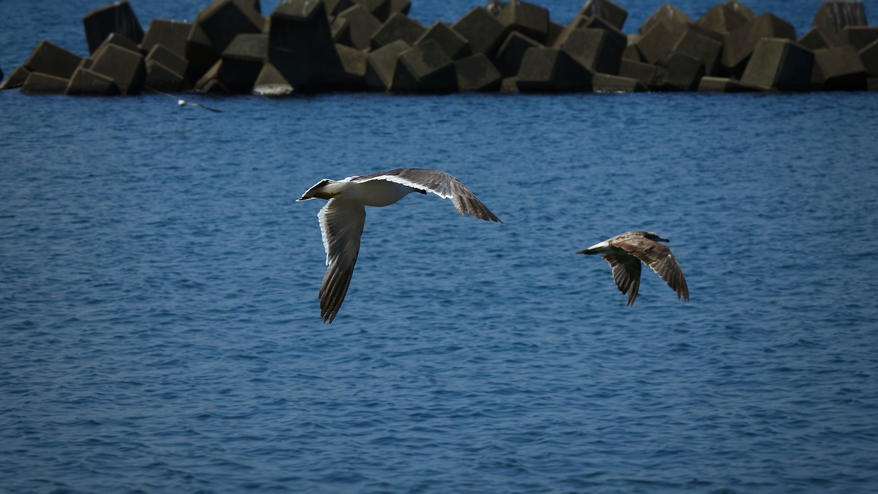 animal sea beach free photo