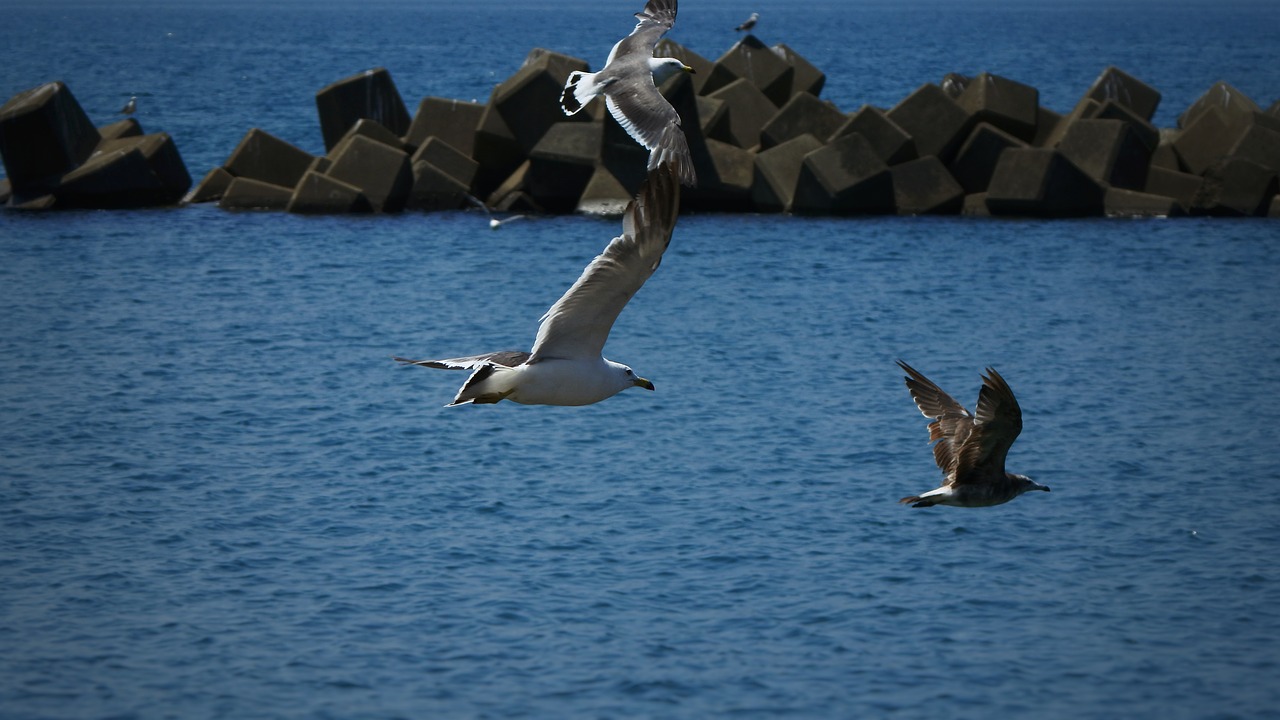 animal sea beach free photo