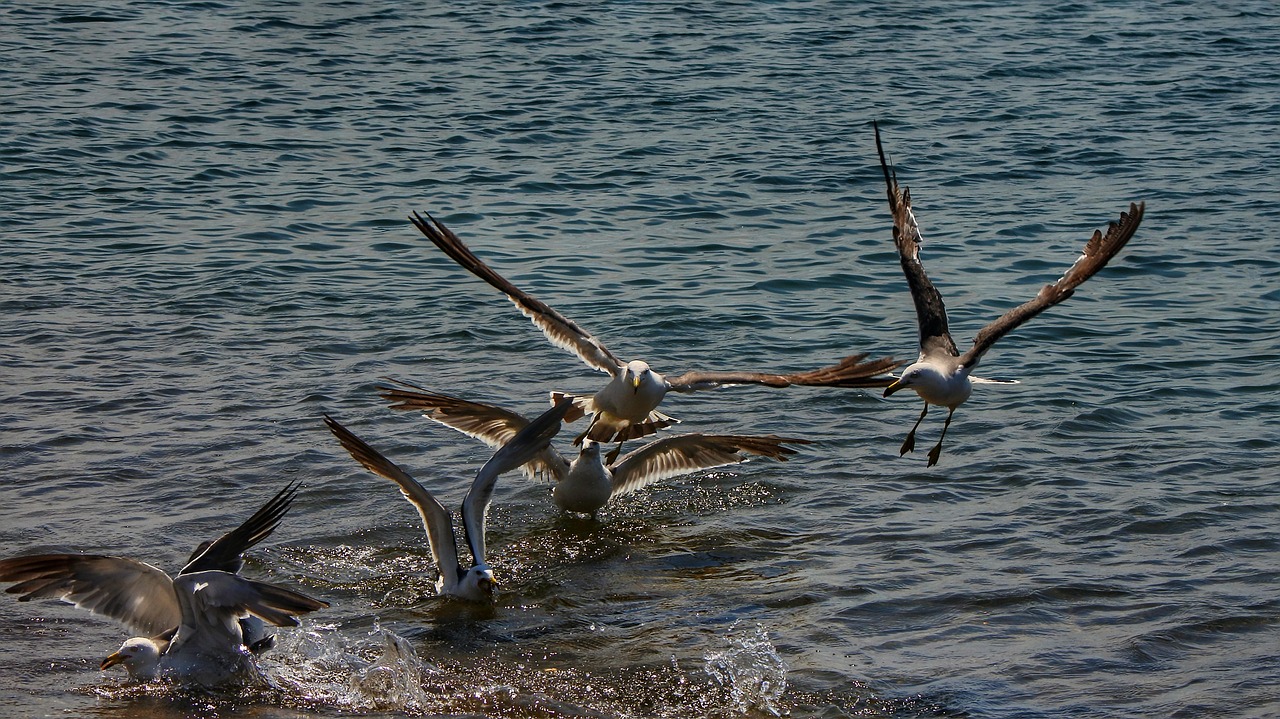 animal sea beach free photo